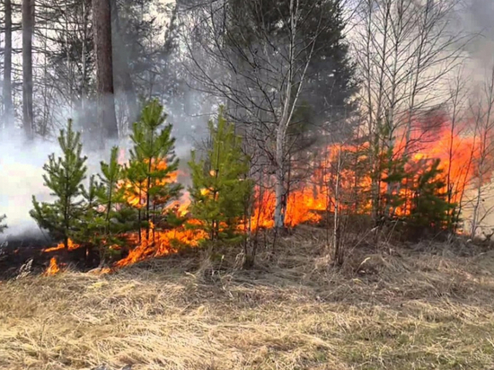 Удмуртия в огне: 200 га сухой травы сгорело в регионе
