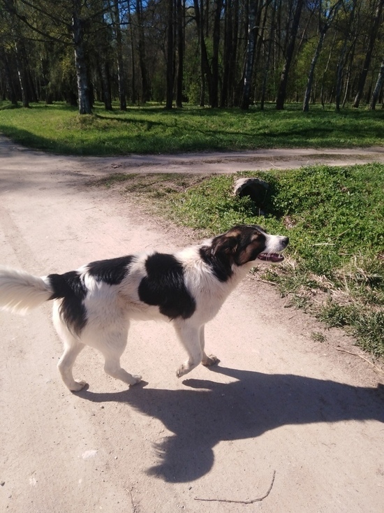 Собаке, которую привязали к дереву в Оленинском округе, ищут хозяина