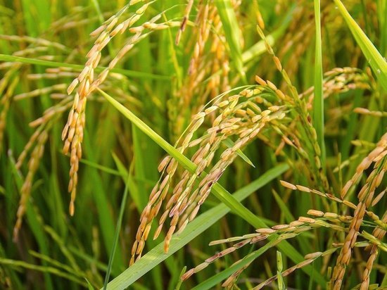 Аграрии Кубани начали сев риса
