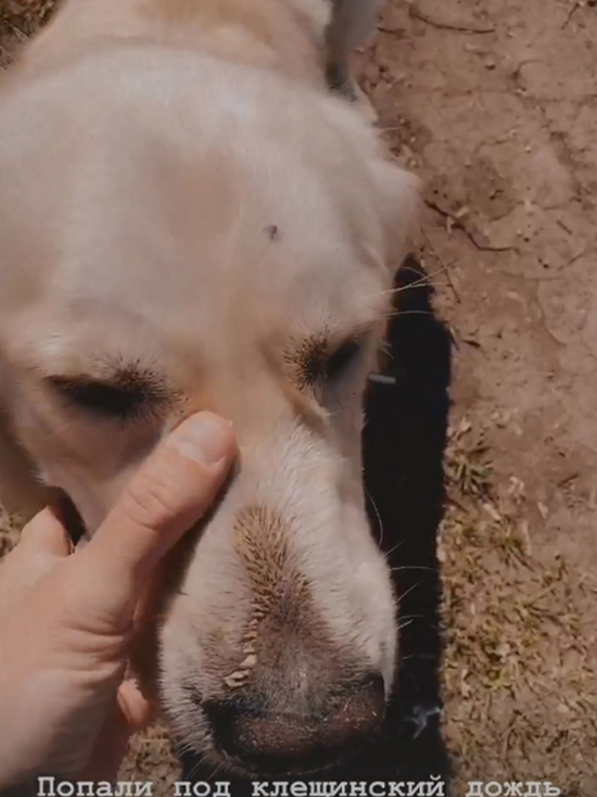 «Там клещебаза»: с собаки сняли 17 клещей после прогулки по березовой роще в Студгородке Красноярска