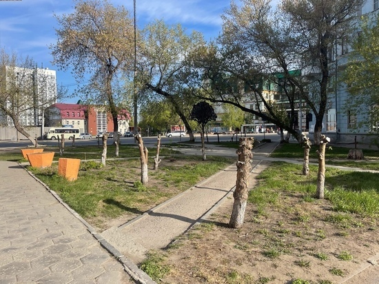 Барнаульский архитектор раскритиковал спил деревьев на проспекте Строителей
