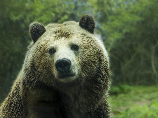 В Томской области медведь убил предпринимателя