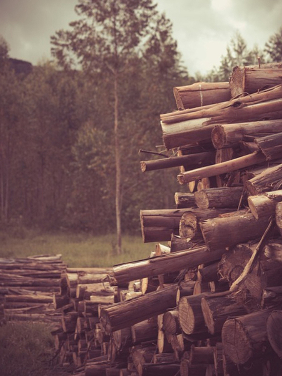 Красноярский край вошел в число лидеров по нелегальным лесозаготовкам