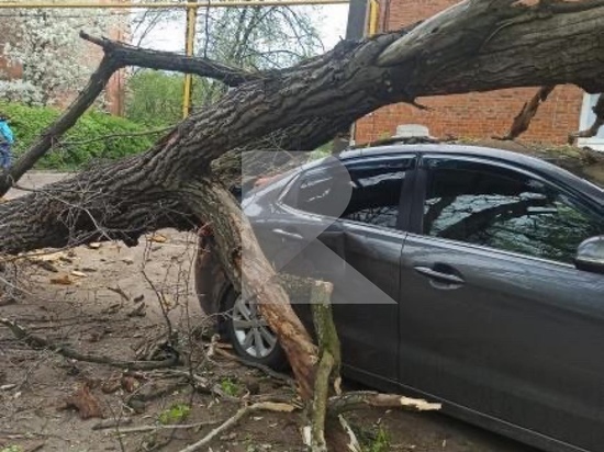 На улице Братиславской в Рязани на машину упало дерево
