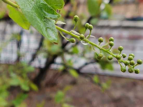 Озвучен прогноз погоды на 13 мая в Хабаровске и крае: немного дождливо