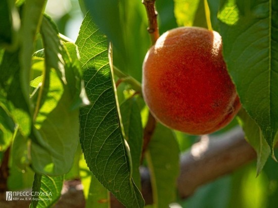 Крыму предсказали низкий урожай персиков и абрикосов