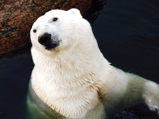 «Роснефть» провела первую в этом году экспедицию по изучению белых медведей