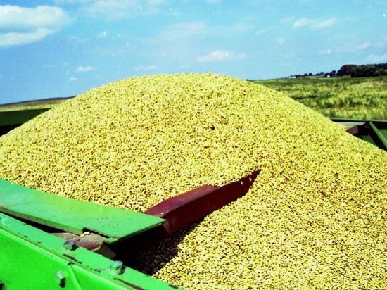 В США спрогнозировали высокий урожай пшеницы в России