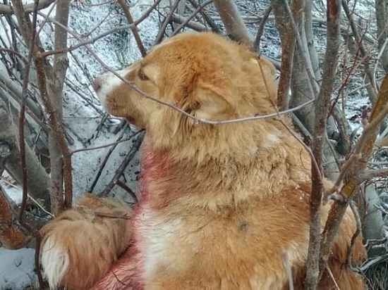 Живодер расстрелял чипированную собаку в Харпе