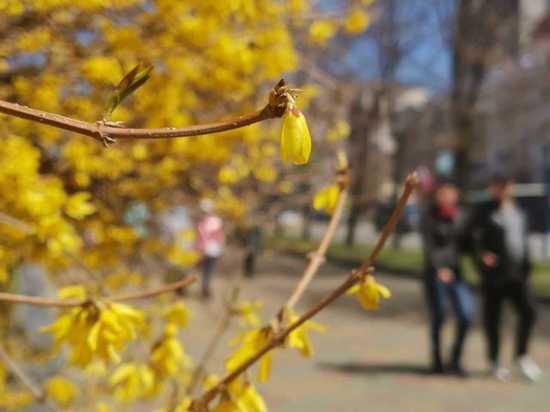 В Хабаровске ко Дню города высадят цветы и новые деревья