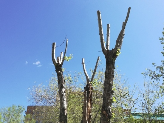 Власти Читы заявили, что не могут полностью остановить вырубку деревьев