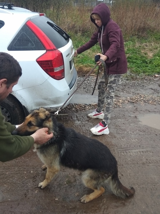 В Иванове после двух с половиной лет разлуки встретились собака и её хозяин
