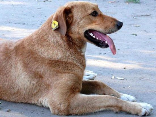 Куда обращаться по вопросу отлова бездомных собак в Рязани