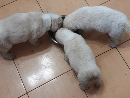 В Волгограде по горячим следам задержали похитителя трех щенят