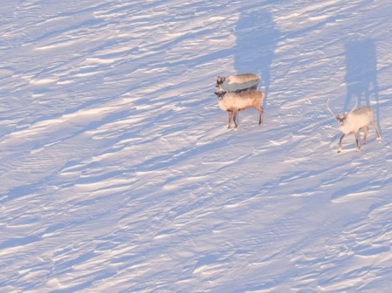 От голода погибло 2 тысячи оленей: власти помогут тундровикам Ямала восстановить поголовье