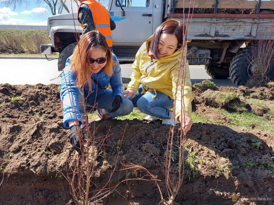 На набережной в Улан-Удэ высадили 1000 яблонь
