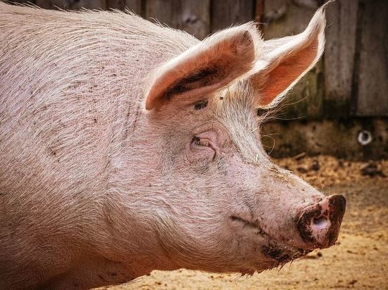 Амурский фермер заплатит крупный штраф после массового падежа свиней в хозяйстве