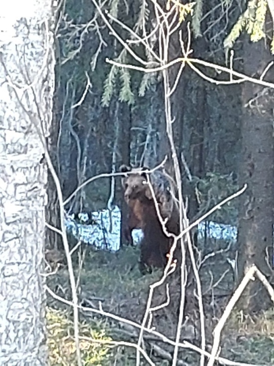 В Костомукшу зачастил с визитами молодой медведь