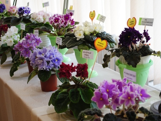 Донецкий ботсад подарит фиалки посетителям