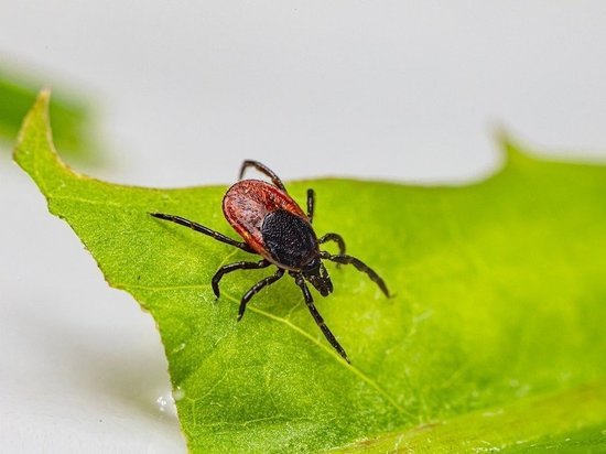 Чем опасны клещи, рассказали в Минздраве ДНР