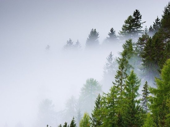 Из-за аномальной жары власти Татарстана приняли решение защитить леса от неосторожных действий отдыхающих.