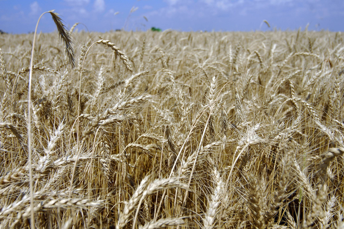 Подумайте почему урожай на полях защищенных. Пшеничные поля Приднестровье. Агроном в поле пшеницы. Агрономия. Озимая пшеница.