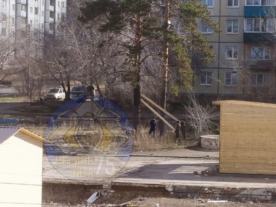 Две сосны спилили в читинском микрорайоне без разрешения