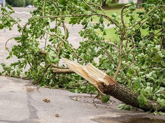 В костромском Кологриве упавшим деревом убило подростка