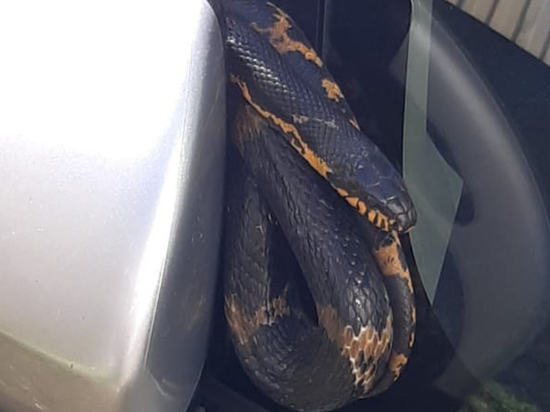 Биробиджанец нашел на своем автомобиле полутораметровую змею