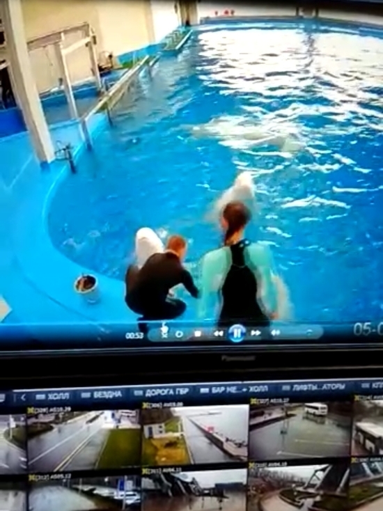 Тренер избил ногой белуху в Приморском океанариуме: официальный комментарий