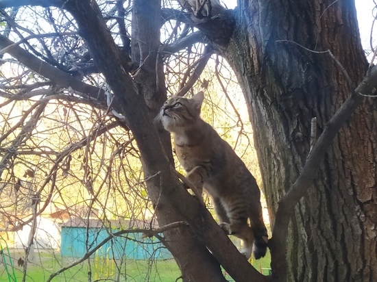 Кота, застрявшего на дереве в Свердловске, смыли водой