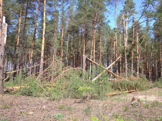 В Нижегородской области выявлено 440 га пострадавшего леса