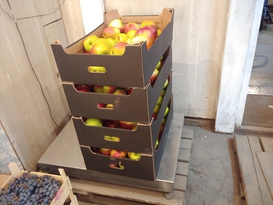 Россельхознадзор в Улан-Удэ уничтожил запрещённые к ввозу яблоки