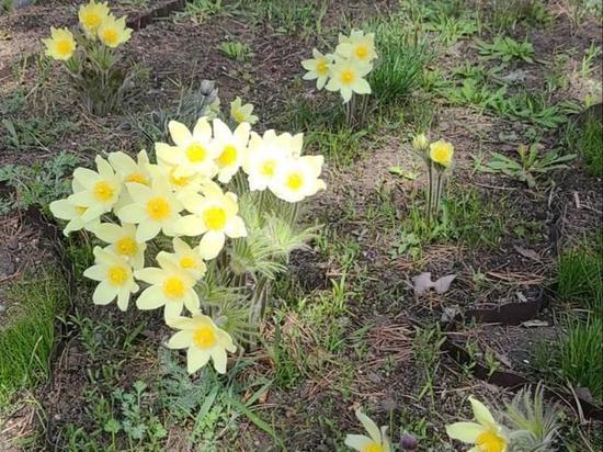 В Якутии отмечают День подснежника