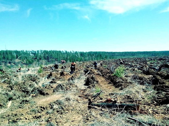 В Бурятии дети помогают восстанавливать лес после пожара