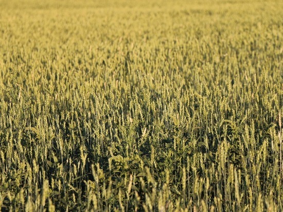 Аграриям Удмуртии рекомендуют застраховать посевы из-за аномальной жары