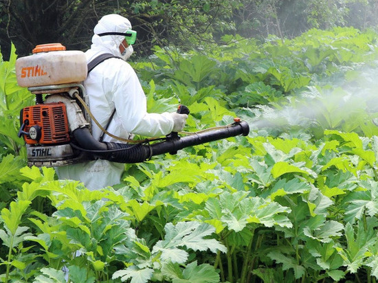 В Смоленске дали бой опасному борщевику-захватчику
