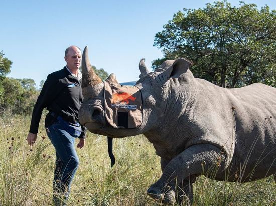 Атомные технологии помогут спасти популяцию носорогов