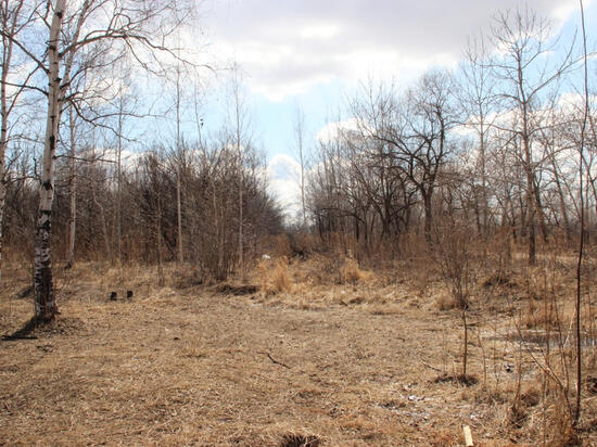 «Природа, деревья, птицы, тишина»: хабаровчане о ценности парка «Питомник имени Лукашова»