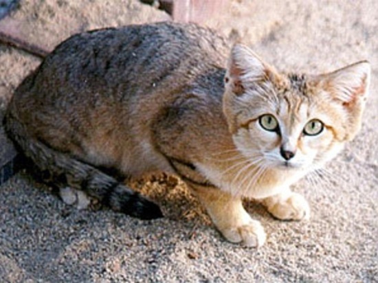 В Новосибирский зоопарк привезли самую мелкую дикую кошку из Арабских эмиратов
