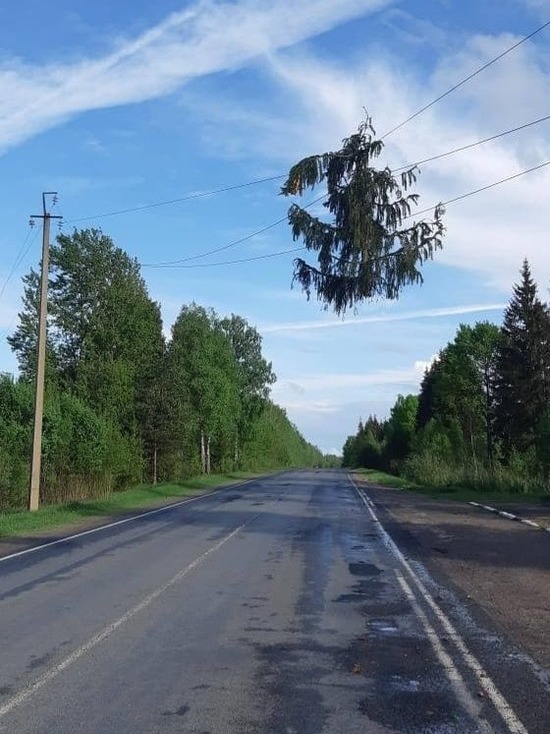 "Летающие" ели повредили линии электропередач в Псковской области
