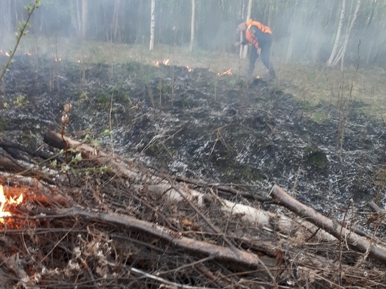 Причиной лесного пожара в Карелии стало замыкание высоковольтной линии
