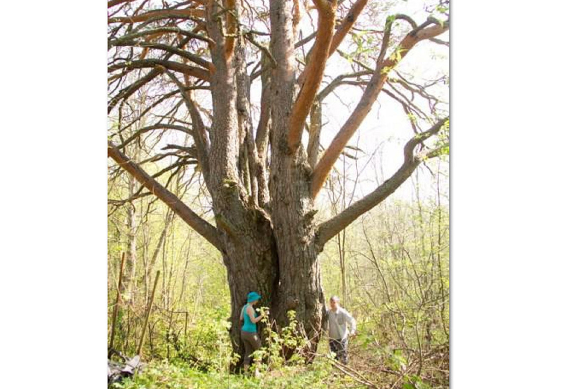 Костромские рекорды: Уромская сосна из Кологривского района может стать «деревом года»
