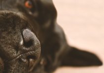 Проведенное во Франции исследование показало, что собаки лучше обнаруживают COVID-19 у людей, чем экспресс-тесты на антигены