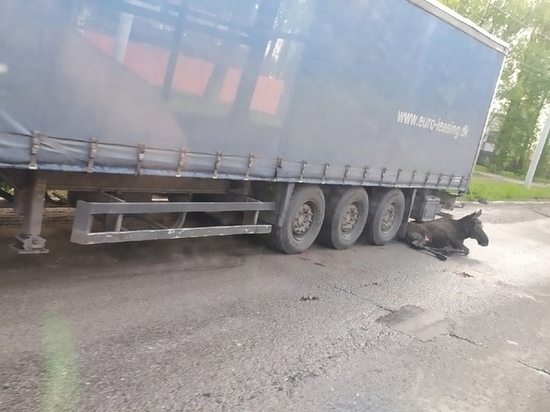 В Ярославле водитель фуры убил лосенка