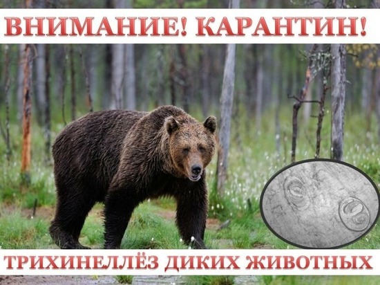 В Октябрьском районе ввели годовой карантин по трихинеллезу