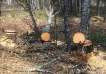 Сотрудники прокуратуры Красноярского края обнаружили незаконно вырубленный лес под Дивногорском