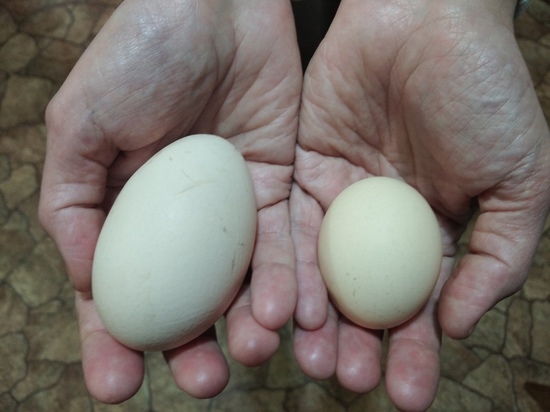 В ЛНР выросло производство яиц