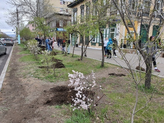 Журналисты помогли восстановить аллею по улице Ленина в Чите