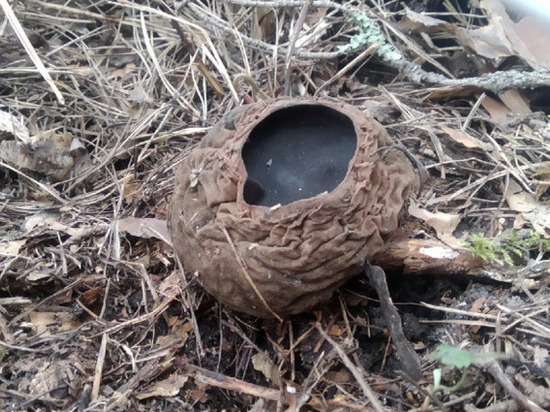 Редкий краснокнижный гриб найден в Новосибирске: его называют молодильным яблоком